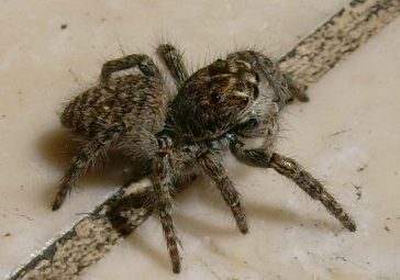 Philaeus crysops femmina immatura